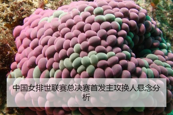 zhong-guo-nv-pai-shi-lian-sai-zong-jue-sai-shou-fa-zhu-gong-huan-ren-xuan-nian-fen-xi-2-530.jpg